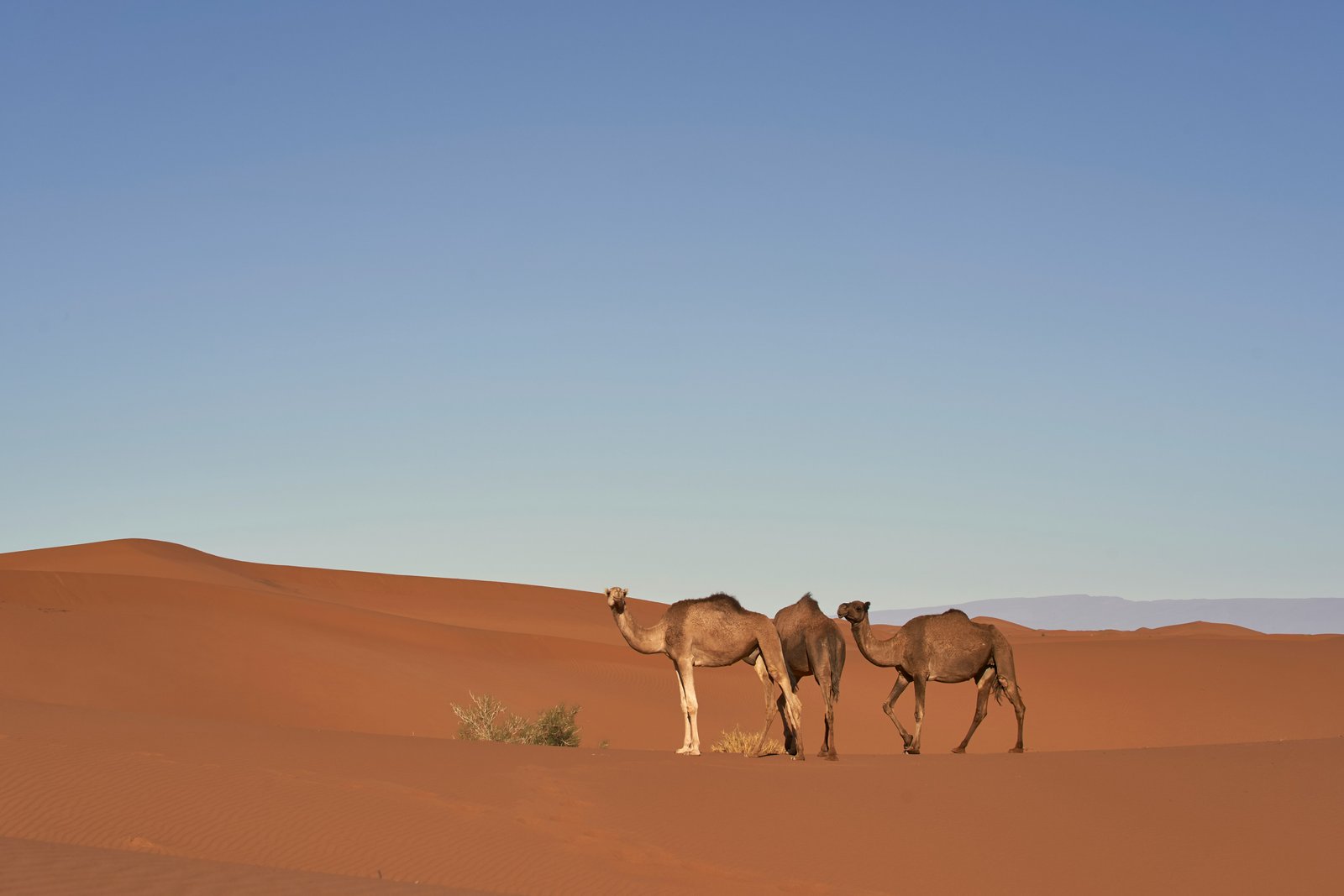Camels Desert