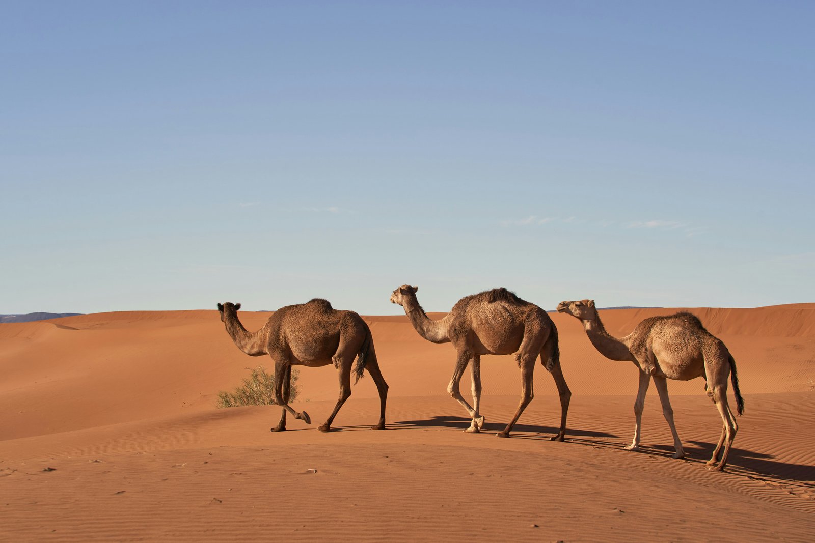 Camels